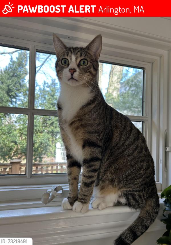 Lost Male Cat last seen Coleman Road, Arlington, MA 02476