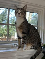 Lost Male Cat last seen Coleman Road, Arlington, MA 02476