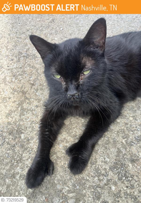 Found/Stray Unknown Cat last seen Keystone and Veritas, Nashville, TN 37211