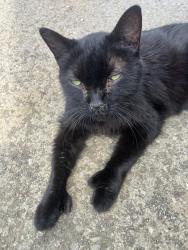 Found/Stray Unknown Cat last seen Keystone and Veritas, Nashville, TN 37211