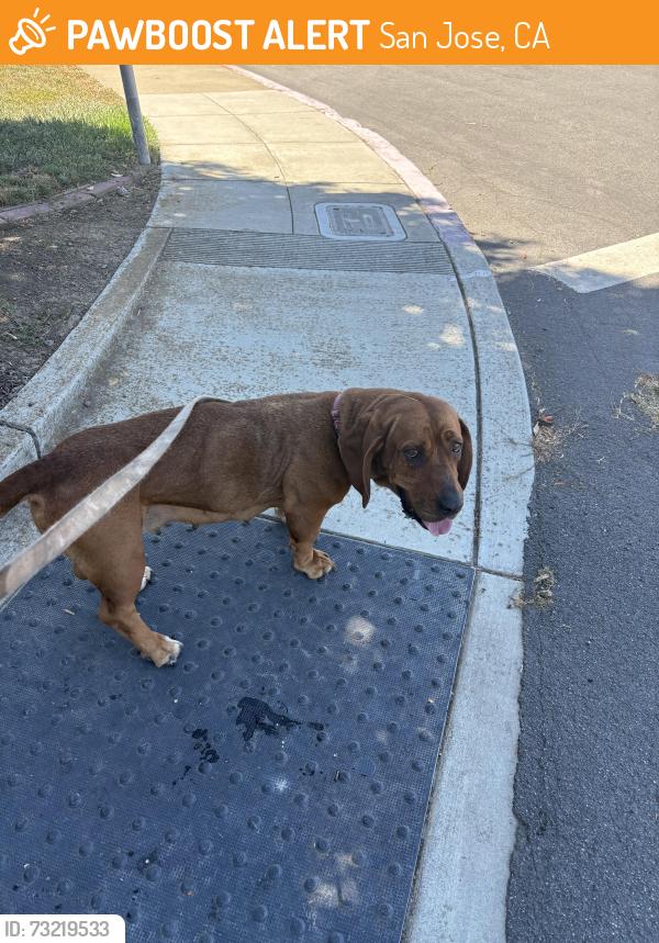 Found/Stray Female Dog last seen Basile st and Irving st San Jose 95128, San Jose, CA 95128