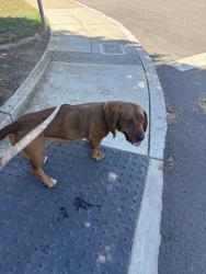 Found/Stray Female Dog last seen Basile st and Irving st San Jose 95128, San Jose, CA 95128