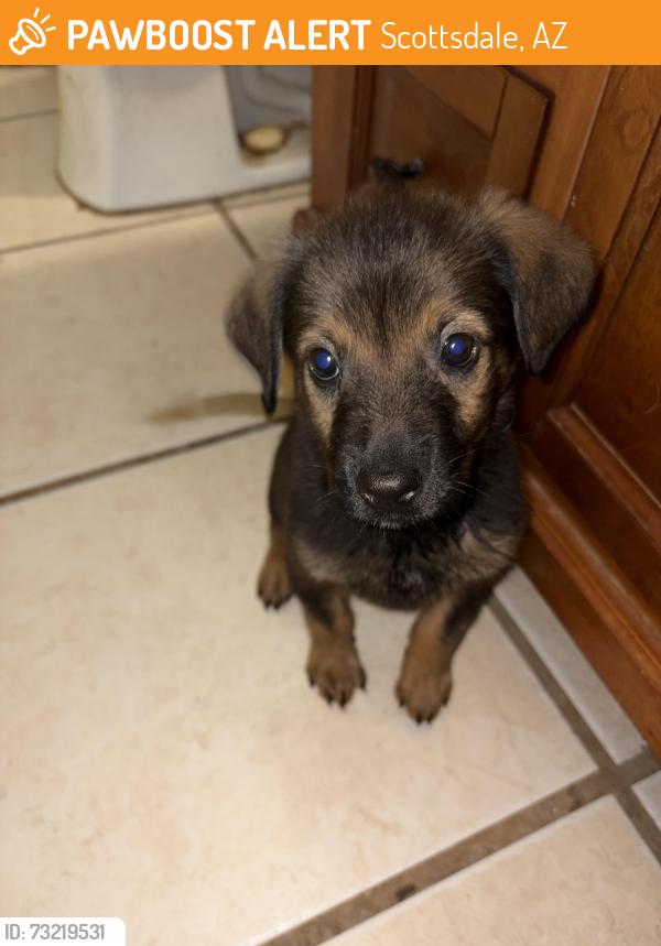 Found/Stray Female Dog last seen Not sure, Scottsdale, AZ 85251