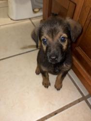 Found/Stray Female Dog last seen Not sure, Scottsdale, AZ 85251
