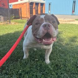 Shelter Stray Male Dog last seen , Animal Care & Control Team of Philly, 111 W Hunting Park Ave, Philadelphia, PA 19140, USA