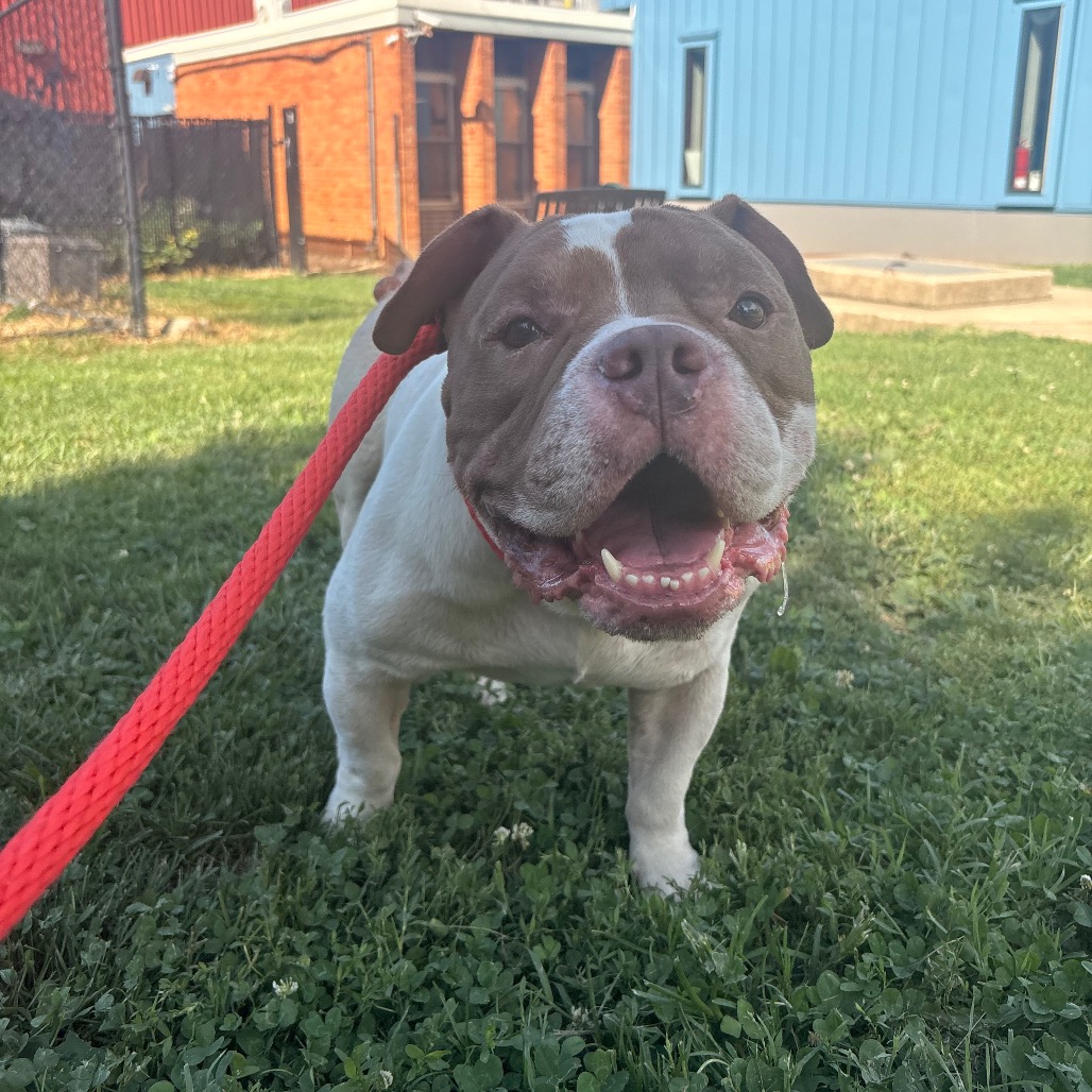 Shelter Stray Male Dog last seen , Animal Care & Control Team of Philly, 111 W Hunting Park Ave, Philadelphia, PA 19140, USA