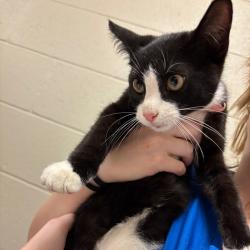 Shelter Stray Male Cat last seen , 54687 Co Rd 19, Bristol, IN 46507, USA