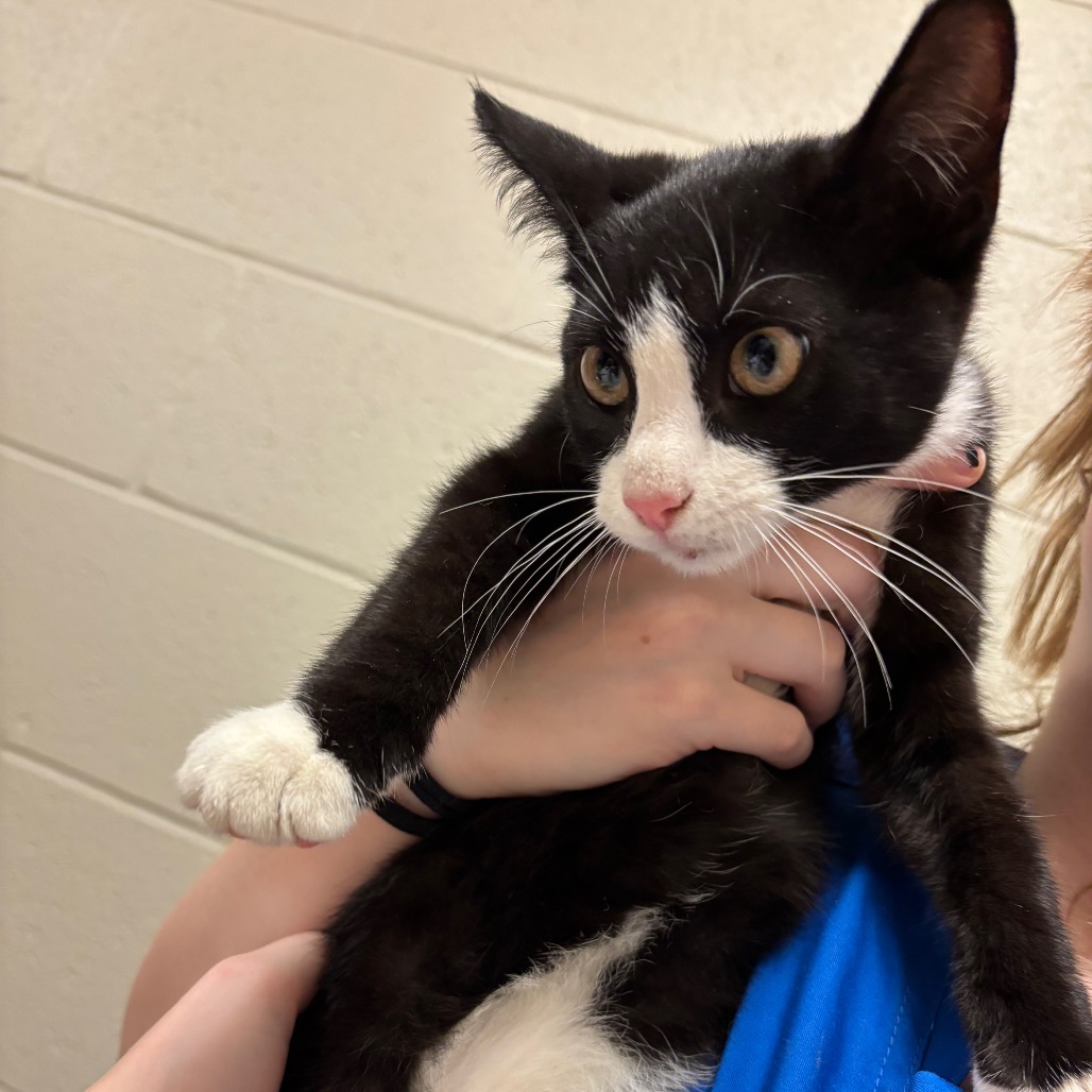 Shelter Stray Male Cat last seen , 54687 Co Rd 19, Bristol, IN 46507, USA