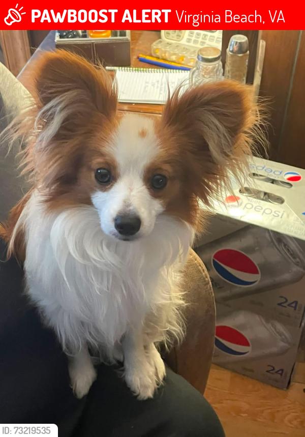 Lost Male Dog last seen Kempsriver Road and Kempsville Road, Virginia Beach, VA 23464