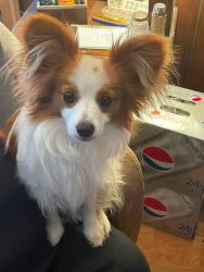 Lost Male Dog last seen Kempsriver Road and Kempsville Road, Virginia Beach, VA 23464