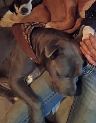 Lost Female Dog last seen Near 208, Porterville, CA 93257