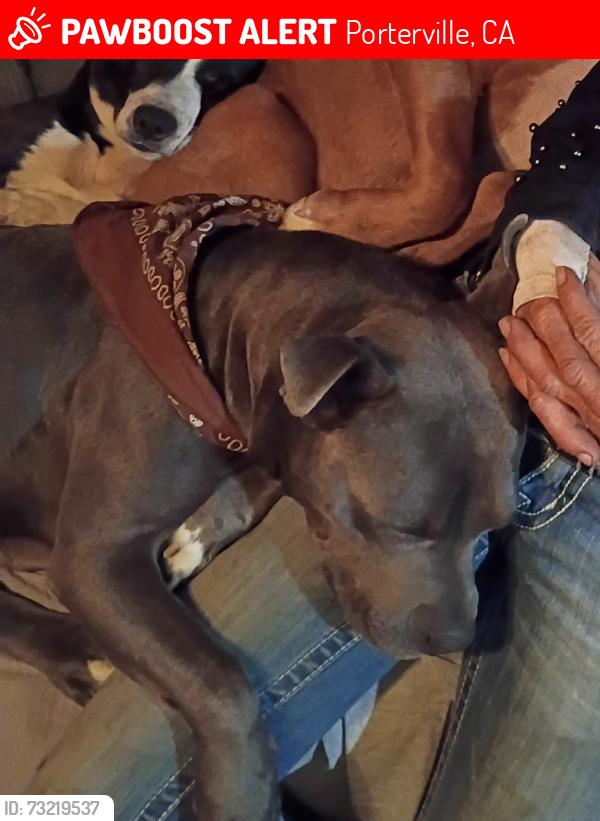 Lost Female Dog last seen Near 208, Porterville, CA 93257