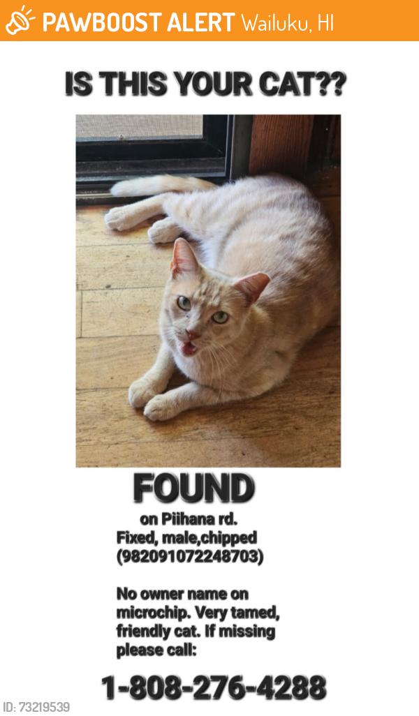 Found/Stray Male Cat last seen Next to burnt down transition hse with a cross on the roof, Wailuku, HI 96793