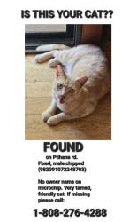 Found/Stray Male Cat last seen Next to burnt down transition hse with a cross on the roof, Wailuku, HI 96793