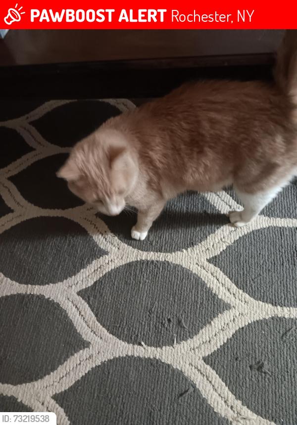 Lost Male Cat last seen Lampson street, Rochester, NY 14609