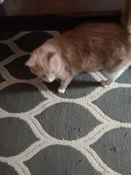 Lost Male Cat last seen Lampson street, Rochester, NY 14609
