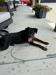 Found/Stray Female Dog last seen Briar hill, Lexington, KY 40516