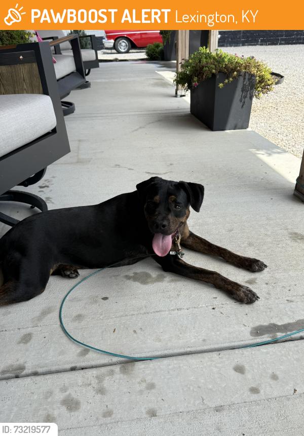 Found/Stray Female Dog last seen Briar hill, Lexington, KY 40516