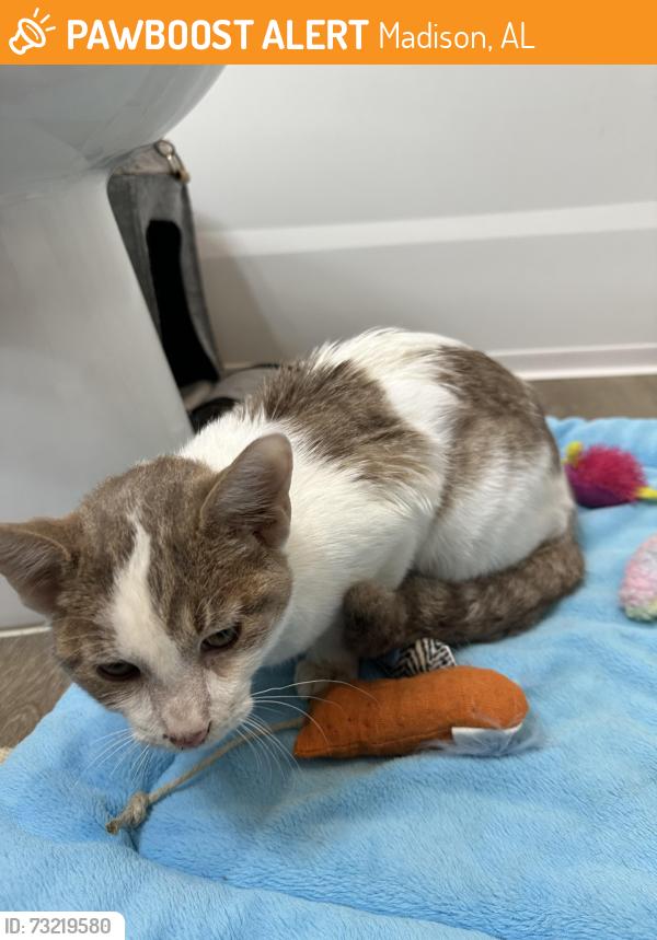 Found/Stray Male Cat last seen Back of Clift farms area, Madison, AL 35757