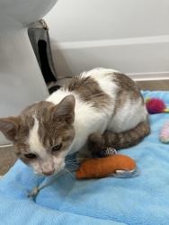 Found/Stray Male Cat last seen Back of Clift farms area, Madison, AL 35757