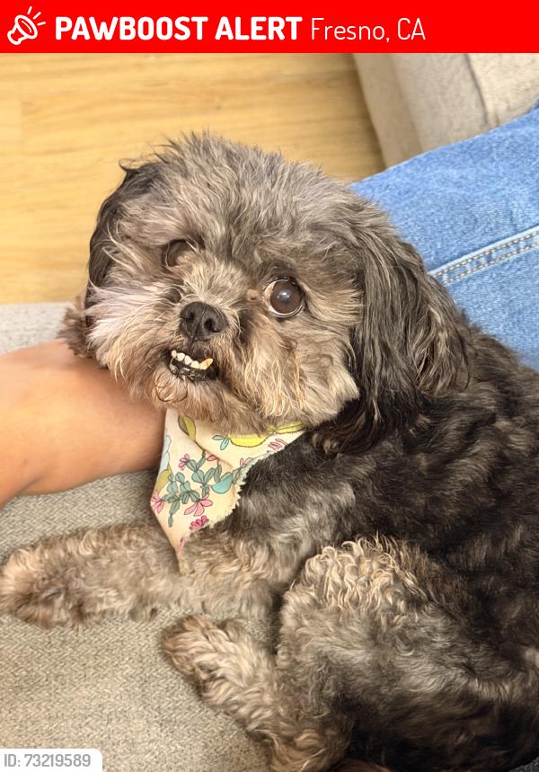 Lost Female Dog last seen College Ave, Fresno, CA 93711