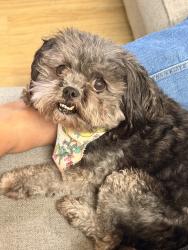 Lost Female Dog last seen College Ave, Fresno, CA 93711