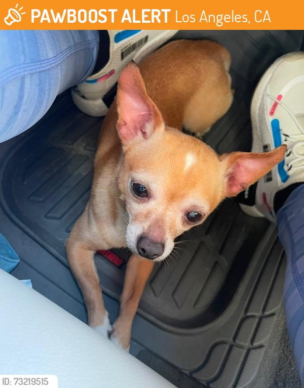 Found/Stray Male Dog last seen Flower, Los Angeles, CA 90044