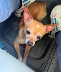 Found/Stray Male Dog last seen Flower, Los Angeles, CA 90044