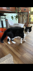 Lost Male Cat last seen Lynn Ave and Fairview by Solutions Bank, Freeport, IL 61032