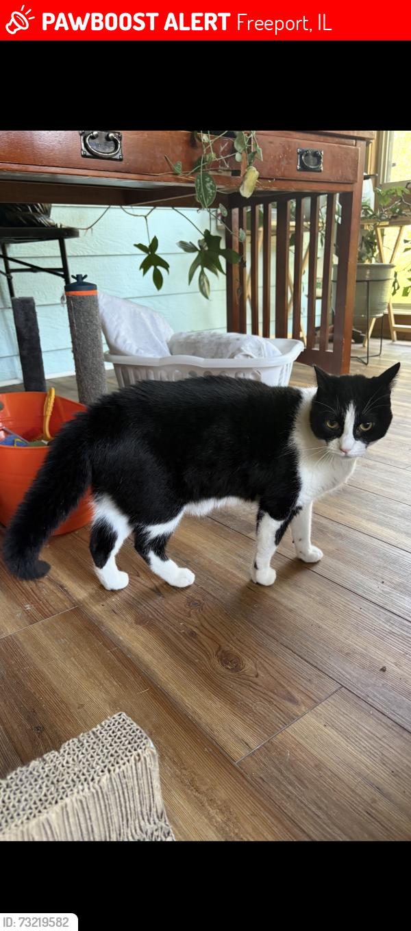Lost Male Cat last seen Lynn Ave and Fairview by Solutions Bank, Freeport, IL 61032