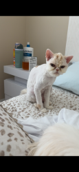 Lost Female Cat last seen Austin Ridge, Stafford, VA 22554