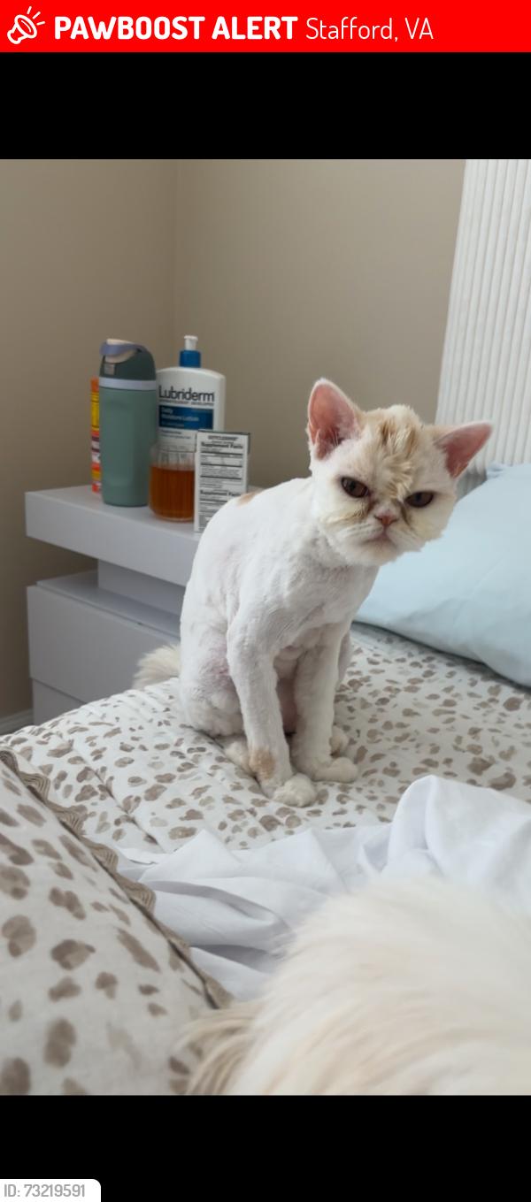 Lost Female Cat last seen Austin Ridge, Stafford, VA 22554
