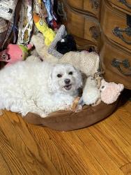 Reunited Male Dog last seen South Cottage Street and Merrick Road, Valley Stream, NY 11580