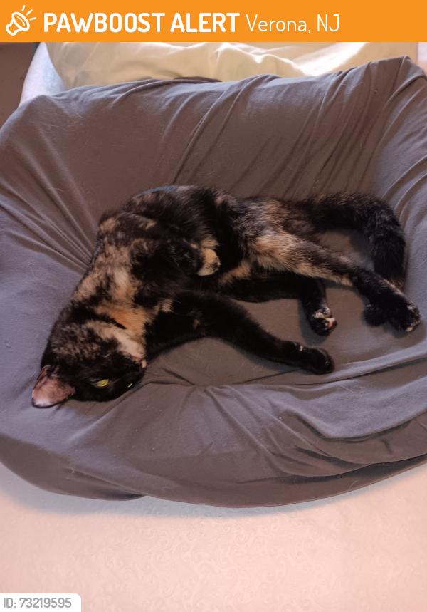 Found/Stray Female Cat last seen Hill St, Verona, NJ 07044
