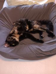 Found/Stray Female Cat last seen Hill St, Verona, NJ 07044