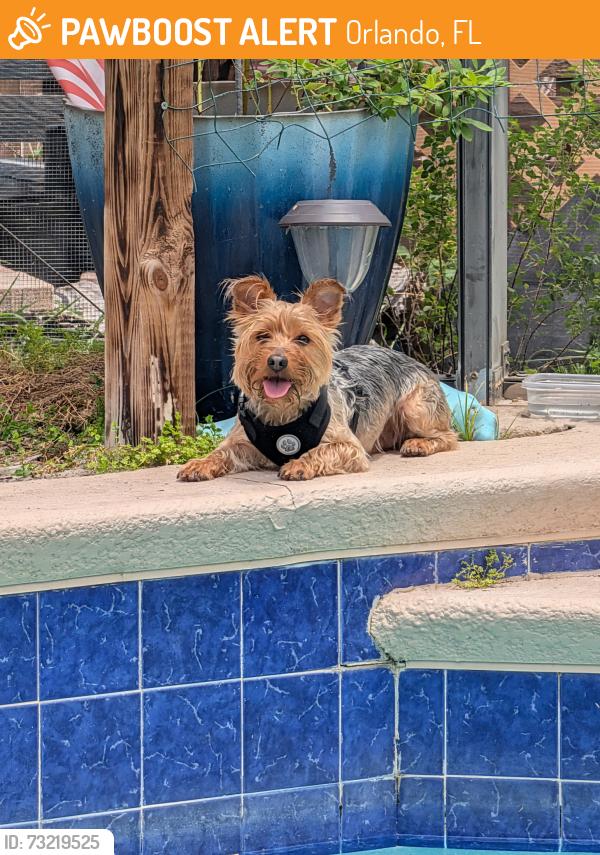 Found/Stray Male Dog last seen Buck Road and Dean Area - East Orlando, Orlando, FL 32817