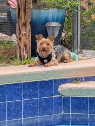 Found/Stray Male Dog last seen Buck Road and Dean Area - East Orlando, Orlando, FL 32817