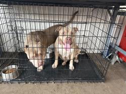 Found/Stray Male Dog last seen Near 282nd, Homestead, FL 33033