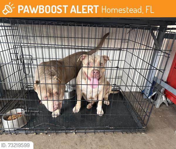 Found/Stray Male Dog last seen Near 282nd, Homestead, FL 33033