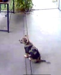 Lost Female Dog last seen Robinson Rd & Avenue 310, Visalia, CA 93291