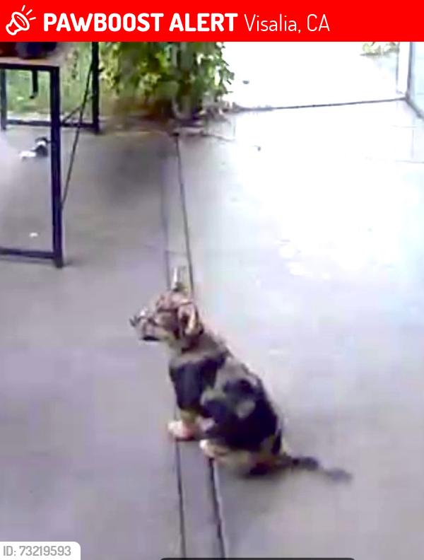 Lost Female Dog last seen Robinson Rd & Avenue 310, Visalia, CA 93291