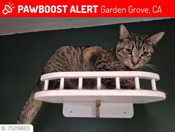 Lost Female Cat last seen 9330-9340 Florence Lane Garden Grove, CA, Garden Grove, CA 92841