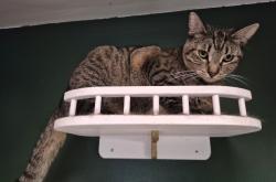 Lost Female Cat last seen 9330-9340 Florence Lane Garden Grove, CA, Garden Grove, CA 92841