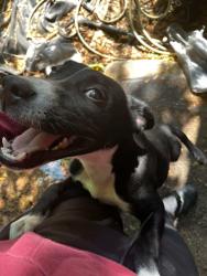 Reunited Male Dog last seen Near the mall and gym area and the neighborhood, Fayetteville, NC 28314