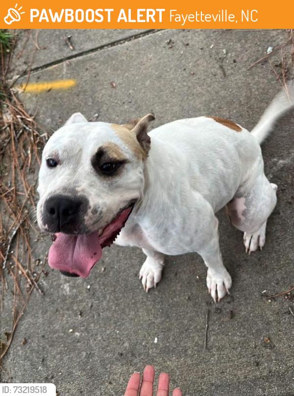 Found/Stray Female Dog last seen Foxfire Rd & Glen Canyon Dr, Fayetteville, NC 28305