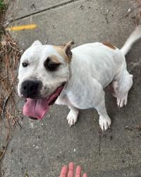 Found/Stray Female Dog last seen Foxfire Rd & Glen Canyon Dr, Fayetteville, NC 28305
