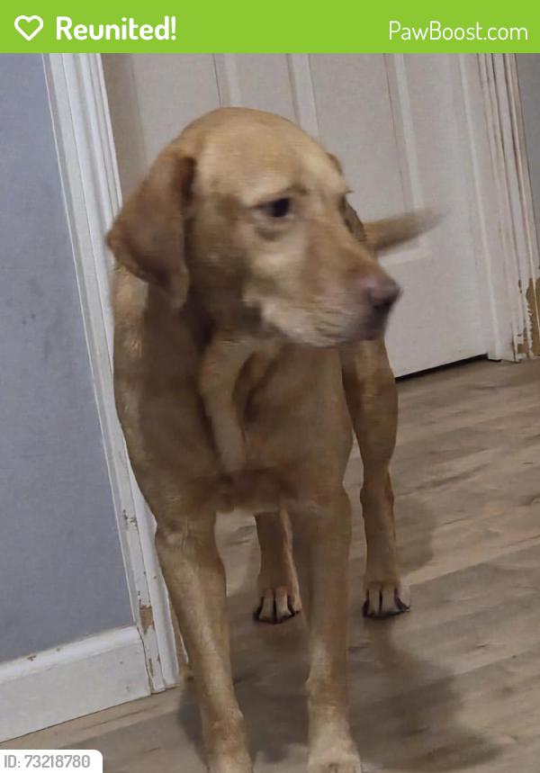 Reunited Male Dog last seen Near Cabrillo Ave, Santa Clara, CA 95051, USA, Santa Clara, CA 95051