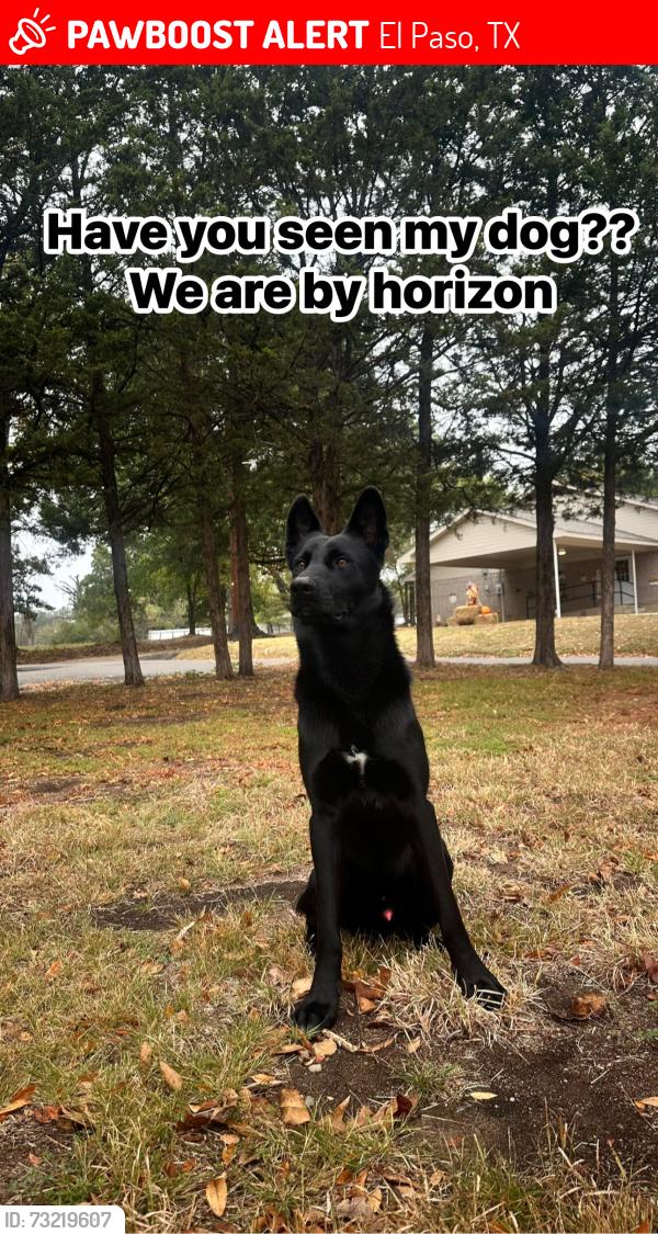 Lost Male Dog last seen Horizon, El Paso, TX 79928