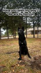 Lost Male Dog last seen Horizon, El Paso, TX 79928