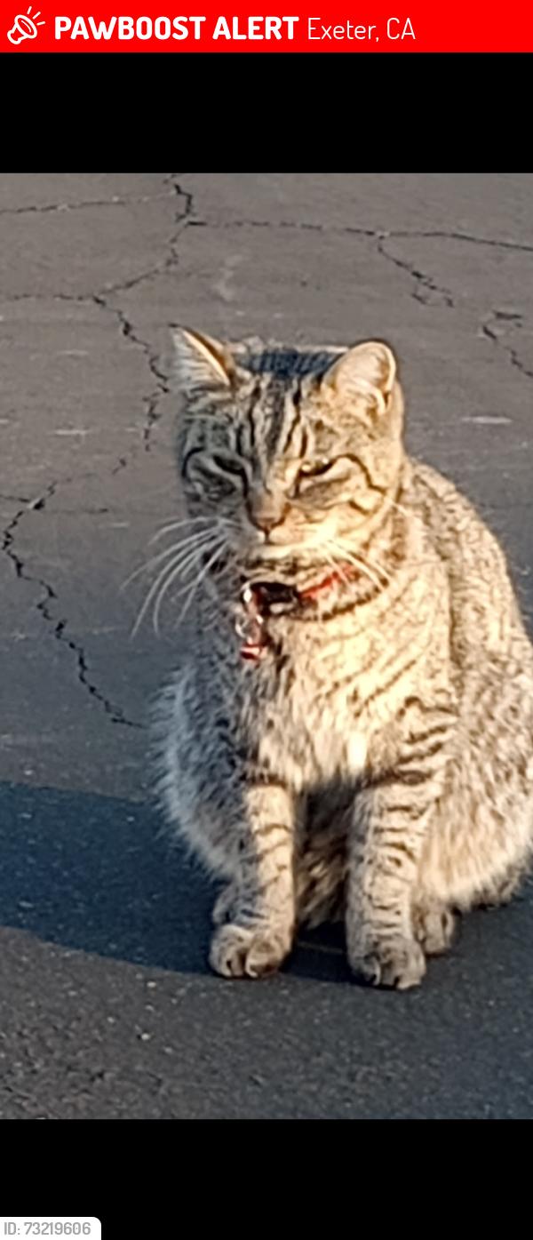 Lost Male Cat last seen Safeco, Exeter, CA 93221